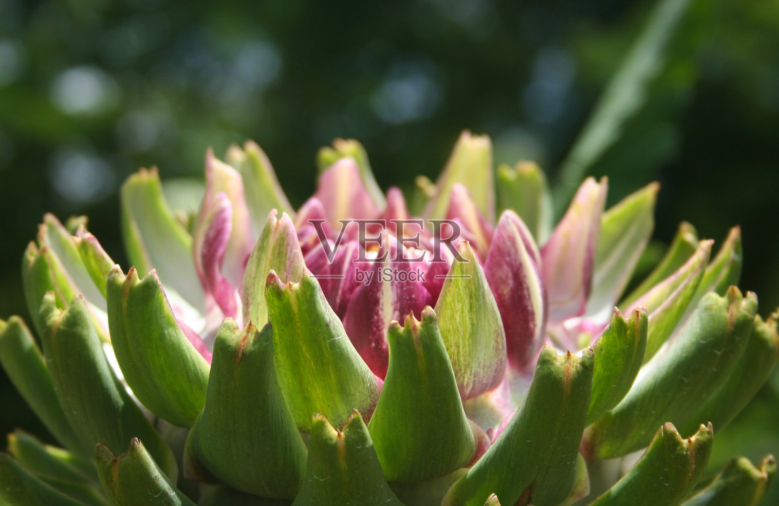 特写洋蓟与明亮的阳光照耀在它在一个阳光明媚的花园模糊的背景照片摄影图片