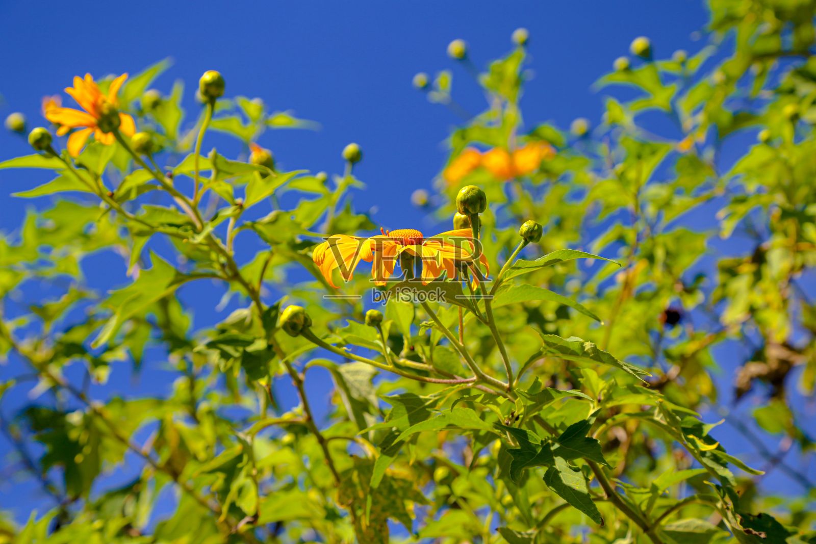花是一种骄傲的断言，它表明一种美胜过了世界上所有的效用。照片摄影图片
