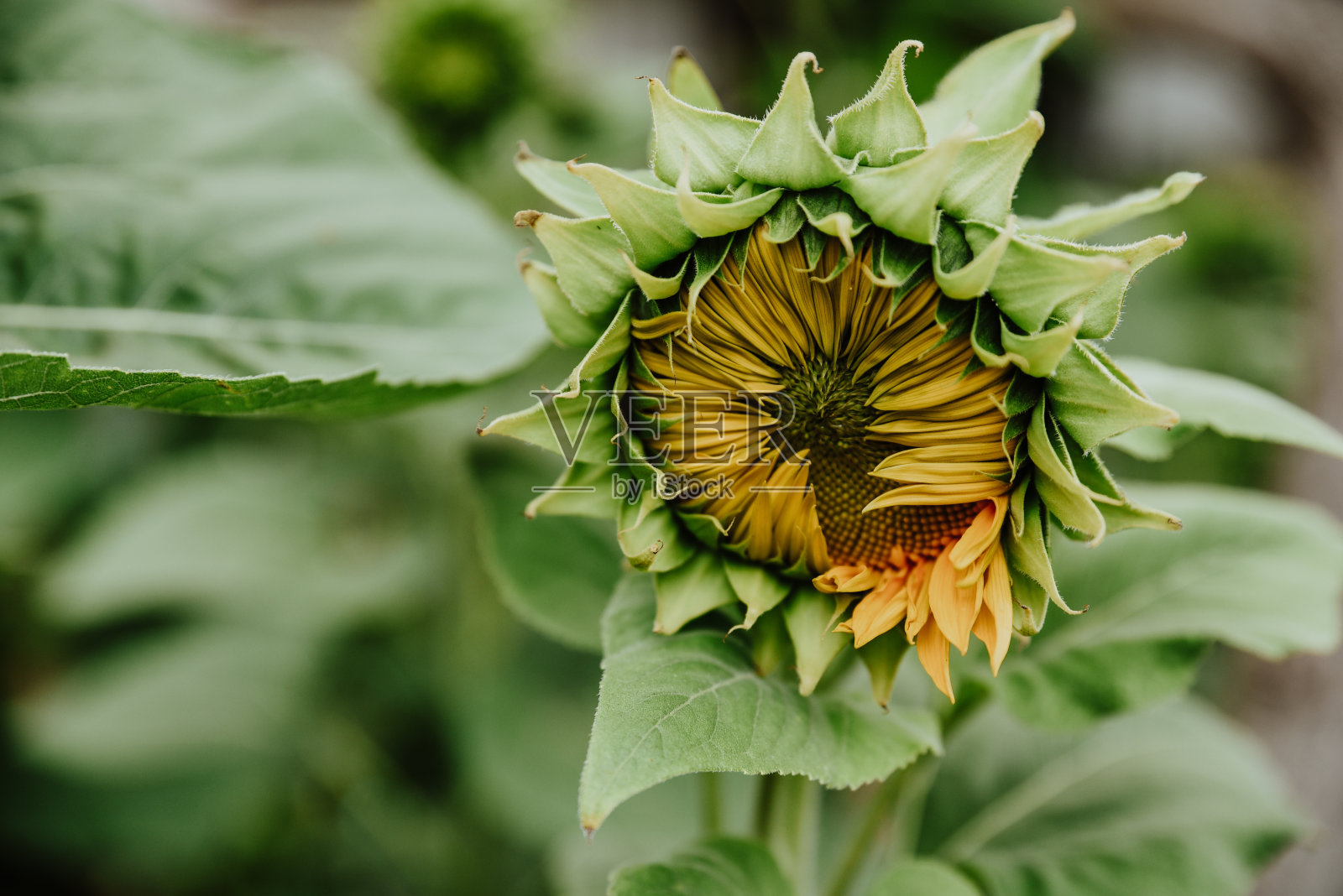 向日葵特写镜头照片摄影图片