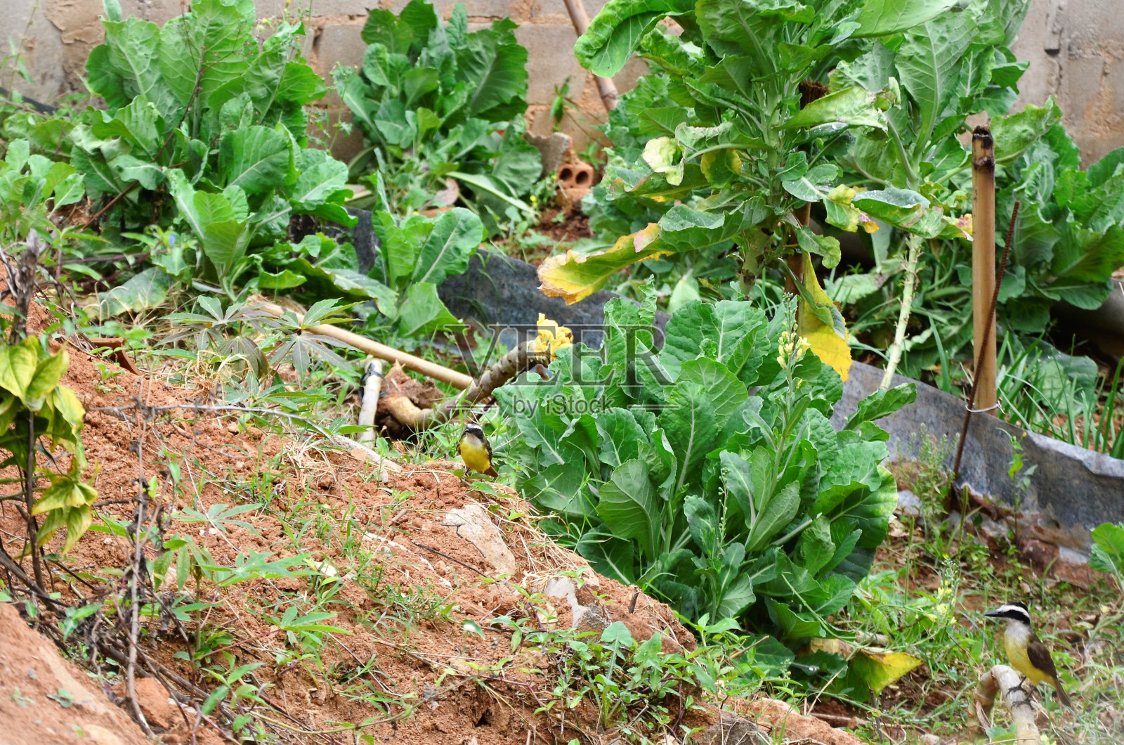 栖息在卷心菜种植园上的皮坦格斯照片摄影图片