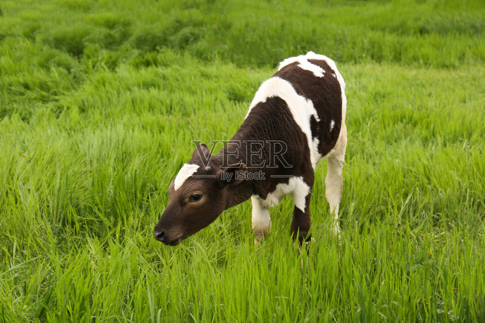 黑白相间的小牛在青草上吃草照片摄影图片