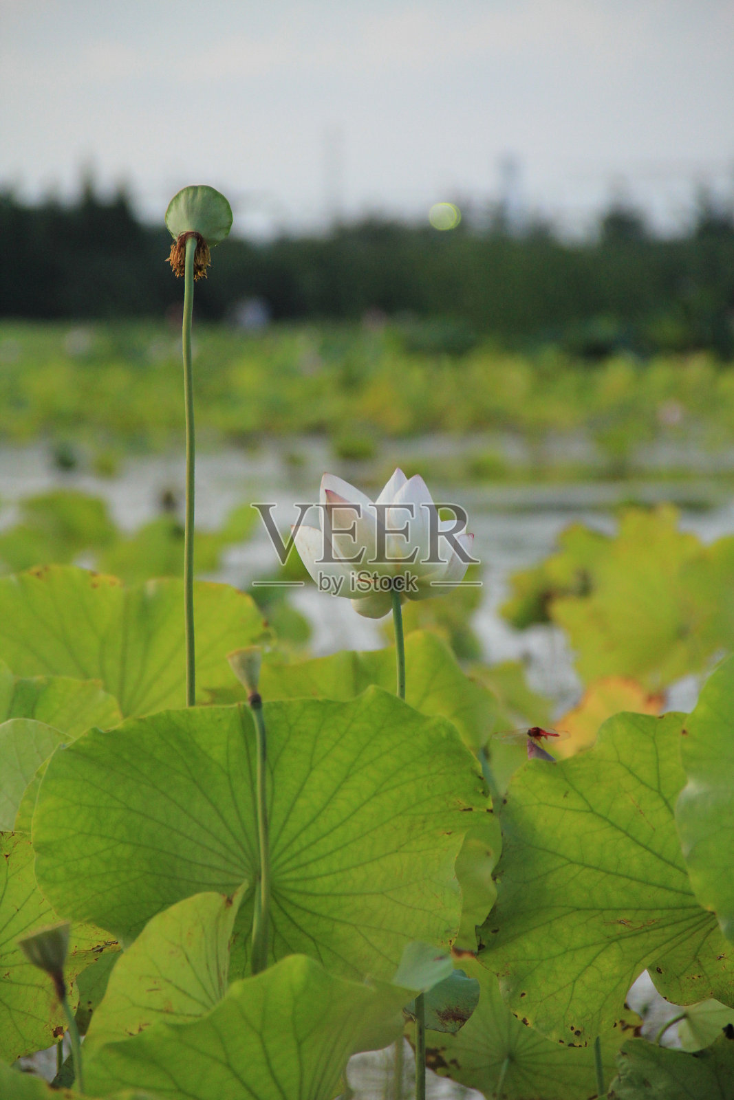 荷花照片摄影图片