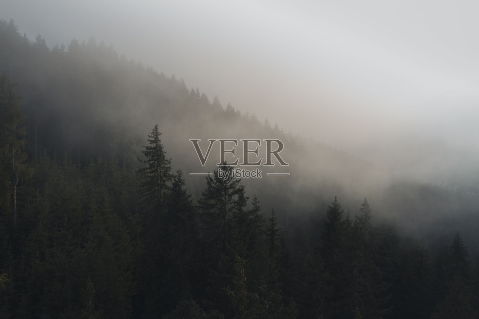 雾天树木茂密的森林照片摄影图片