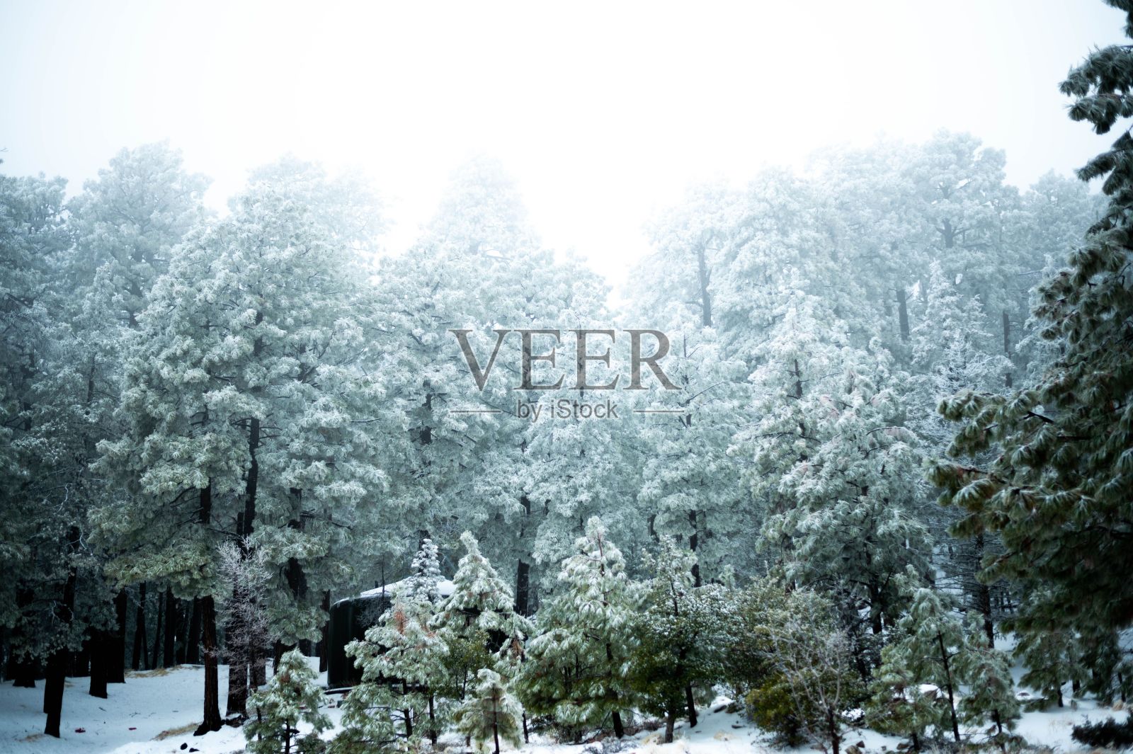 无人机拍摄茂密的树木在覆盖着雪的森林，凉爽的背景照片摄影图片