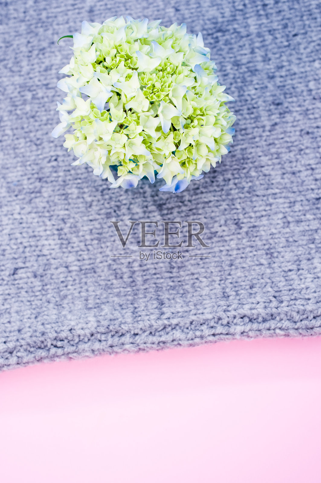 盛开的绣球花在灰色织物上与文本的自由空间照片摄影图片