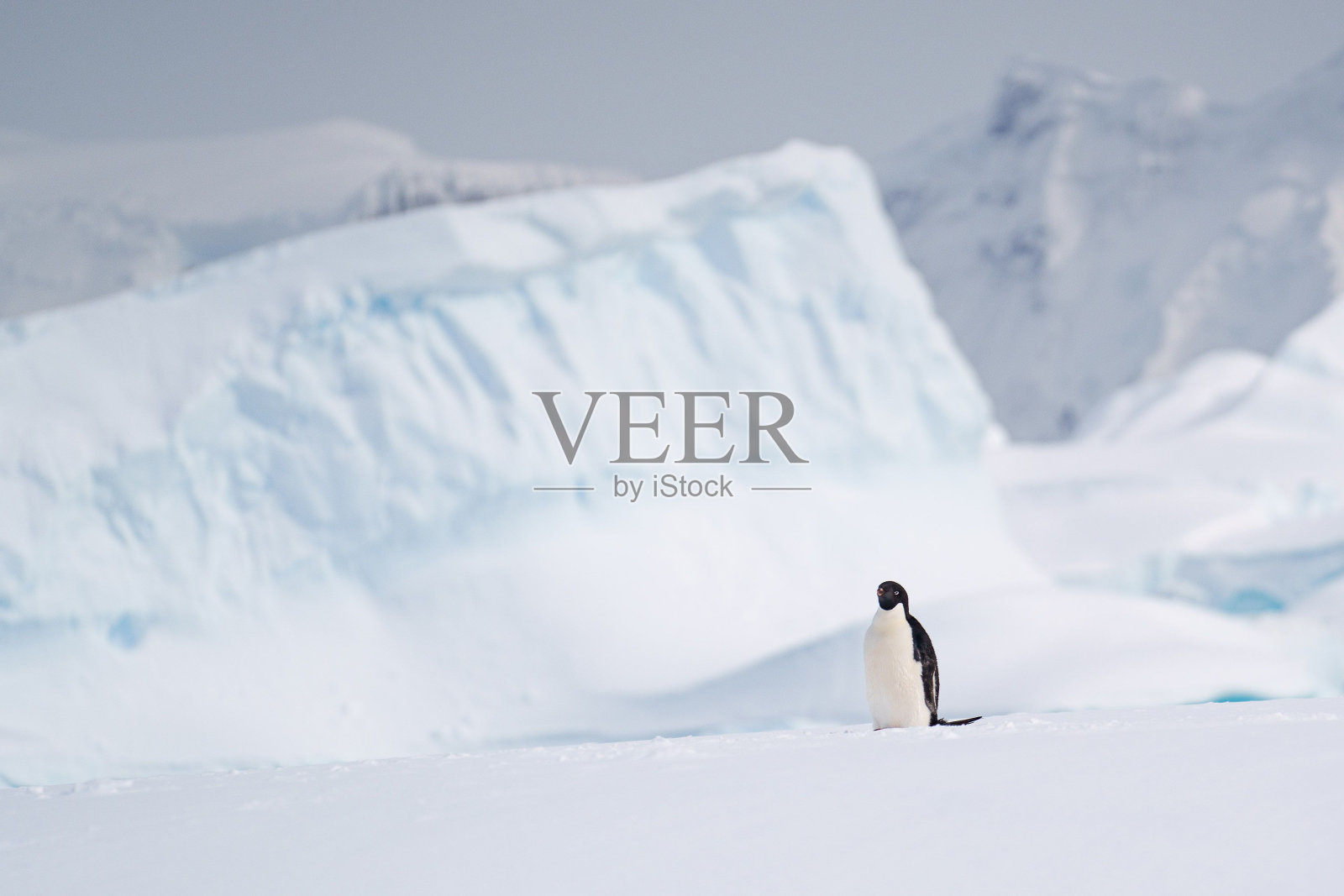 特写镜头的企鹅在冰冷的南极洲照片摄影图片