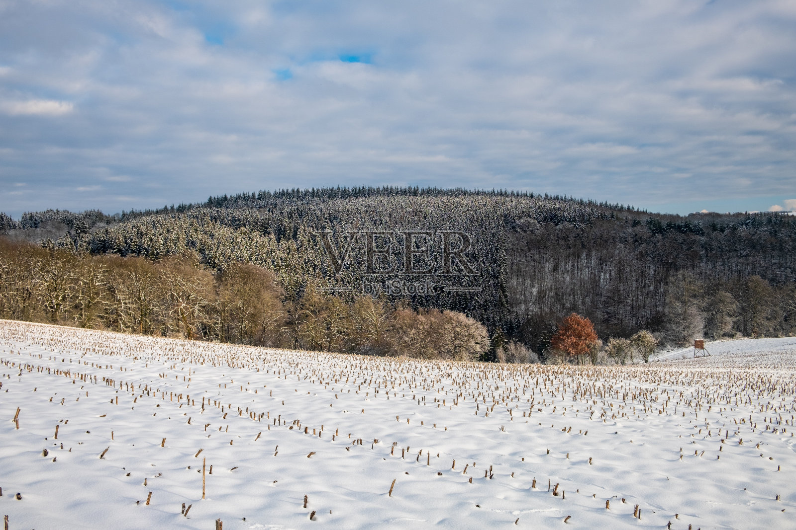 清晨的雪地和光秃秃的树木照片摄影图片
