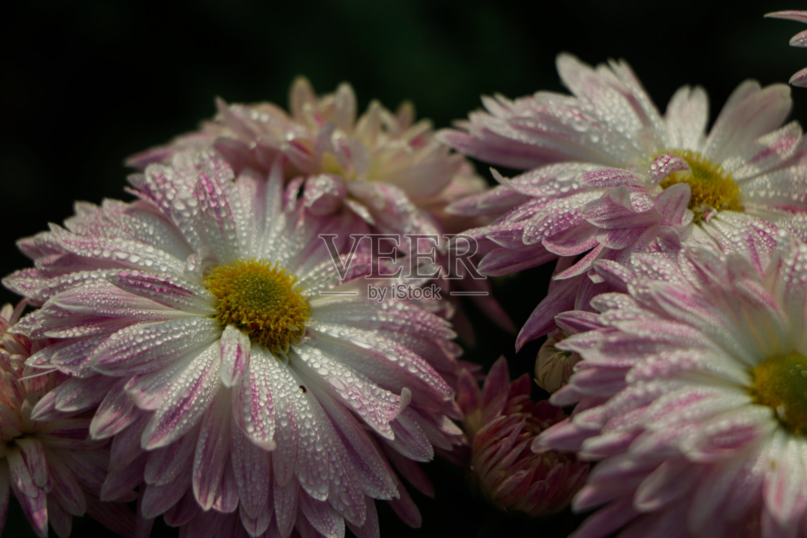 粉红色菊花的背景照片摄影图片
