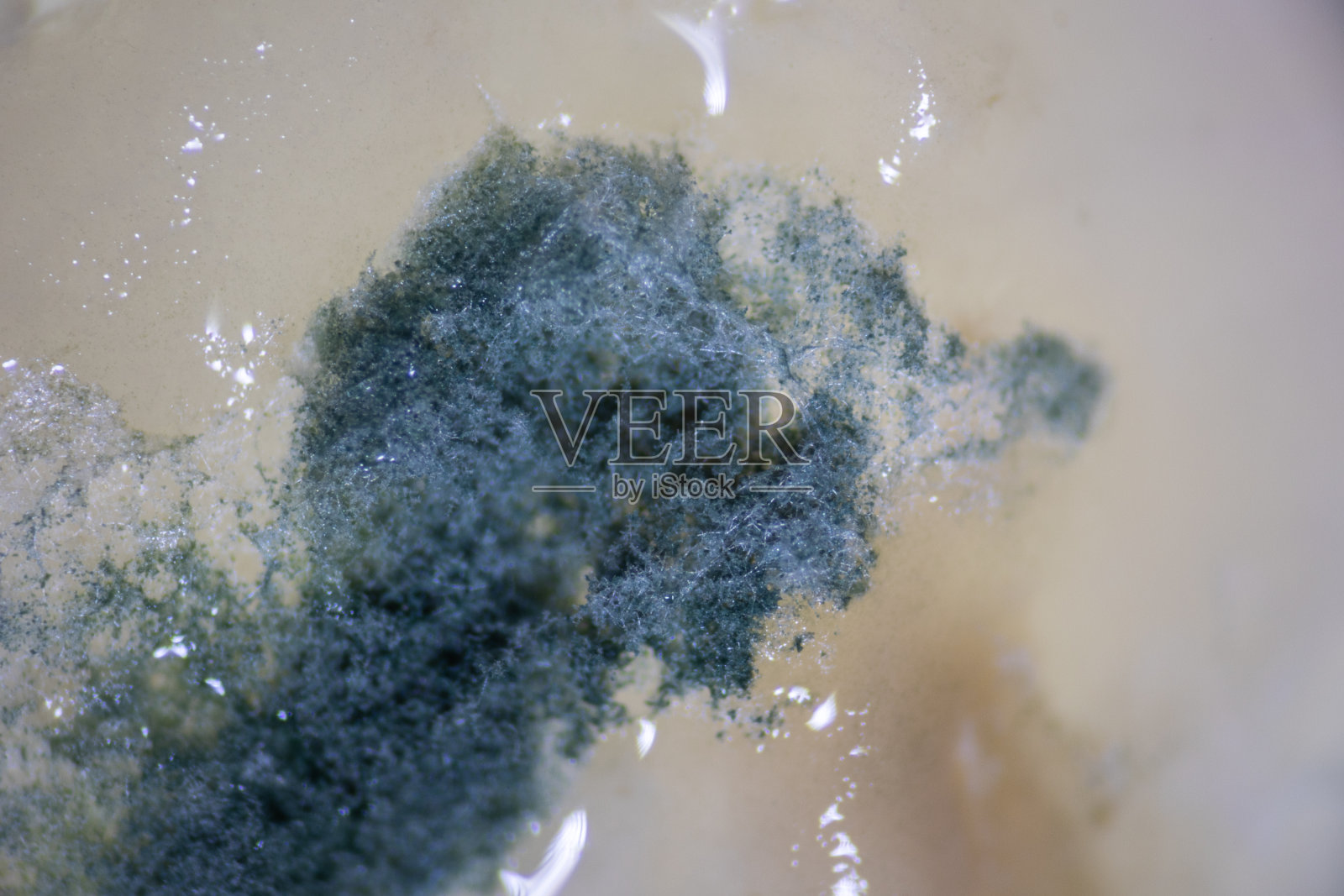 显微镜下面包和废水表面霉菌菌落的生长特征照片摄影图片