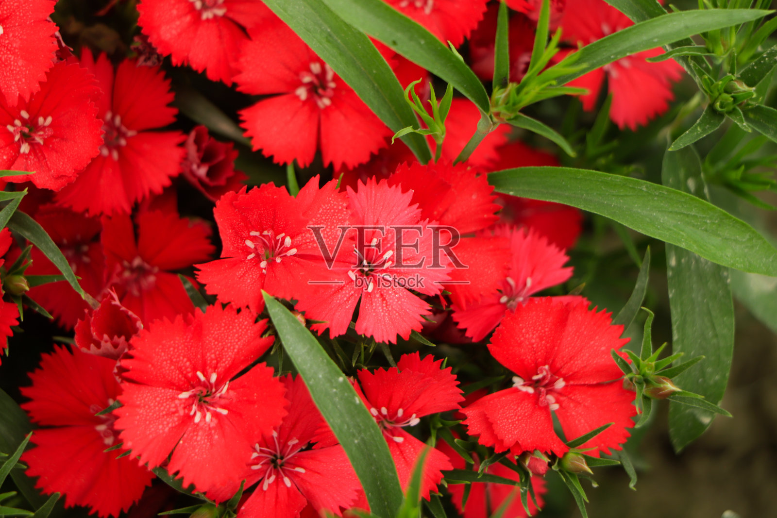 亚洲花园中的红石竹花照片摄影图片