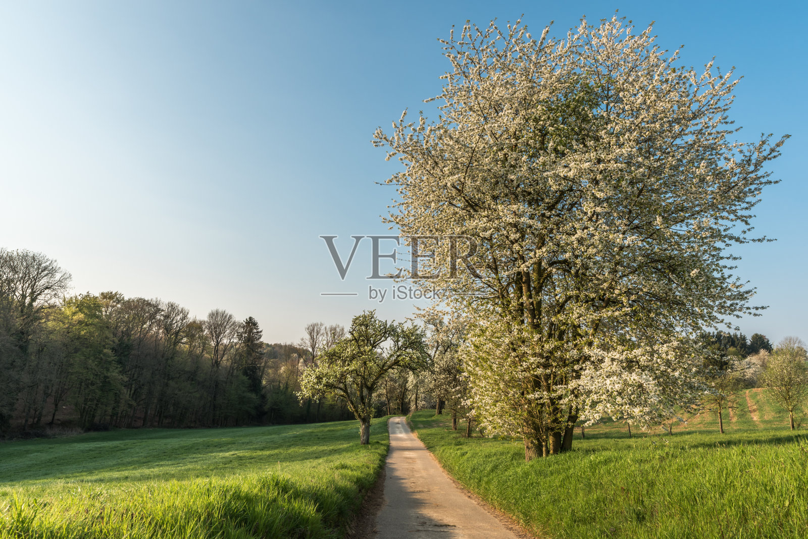 乡郊树木盛开的步道照片摄影图片