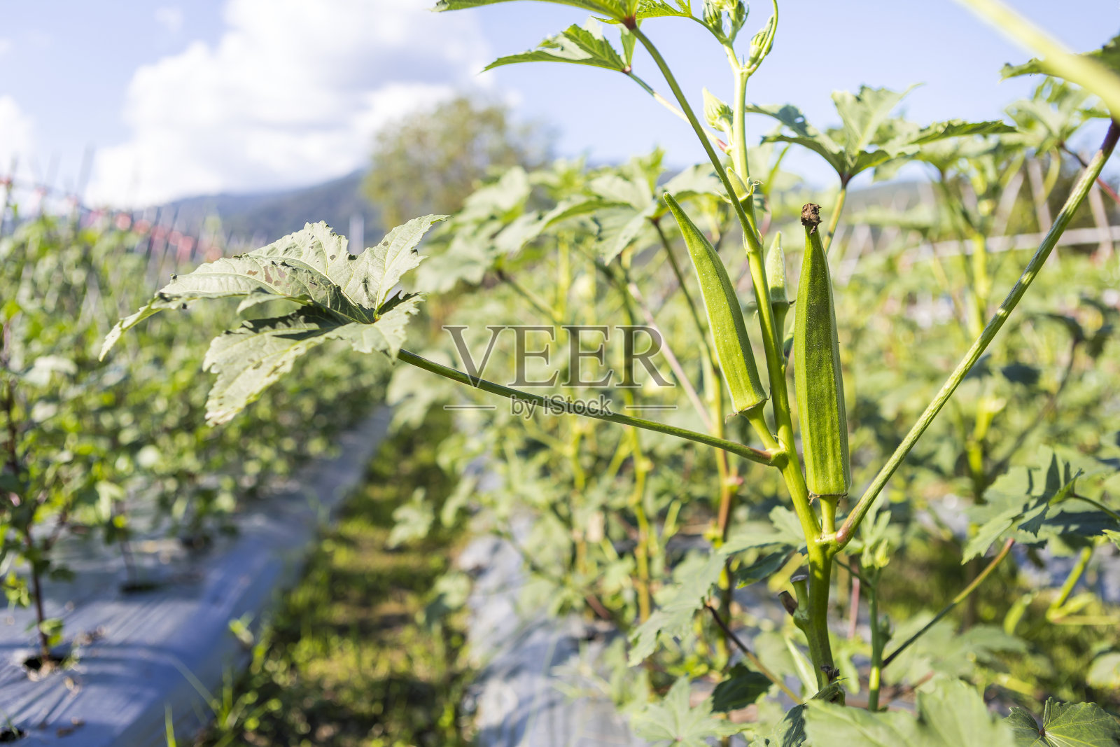 来自泰国北部有机农场的小秋葵照片摄影图片