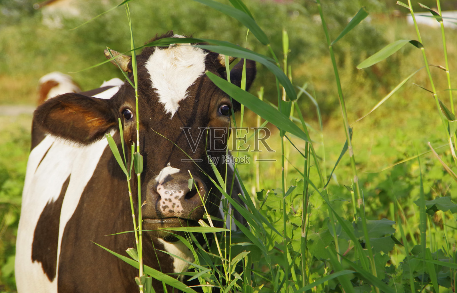 牛站在高高的草丛中，看着镜头。照片摄影图片