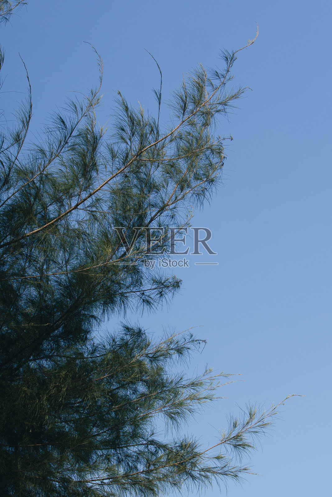 松照片摄影图片