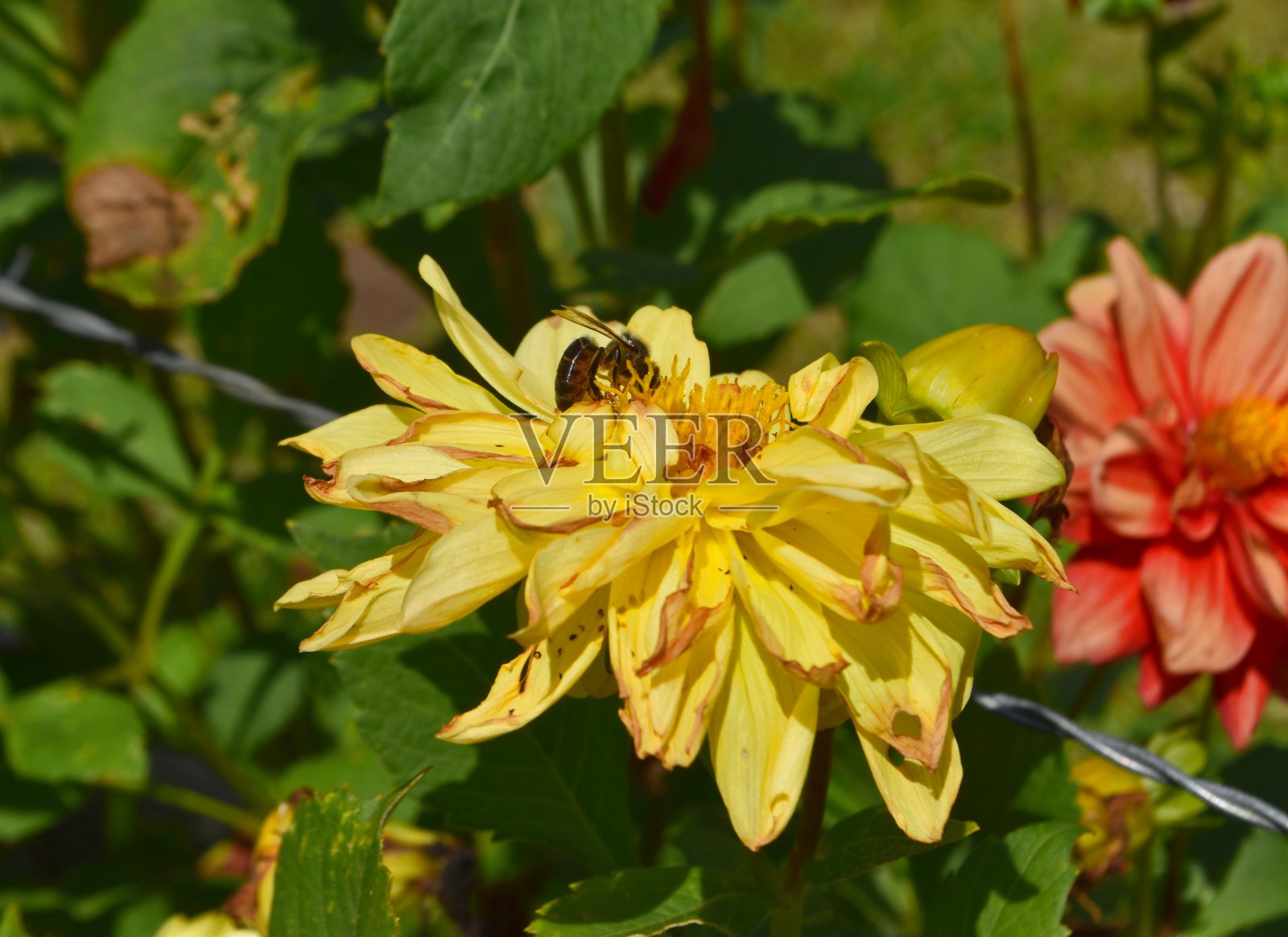 美丽的花照片摄影图片