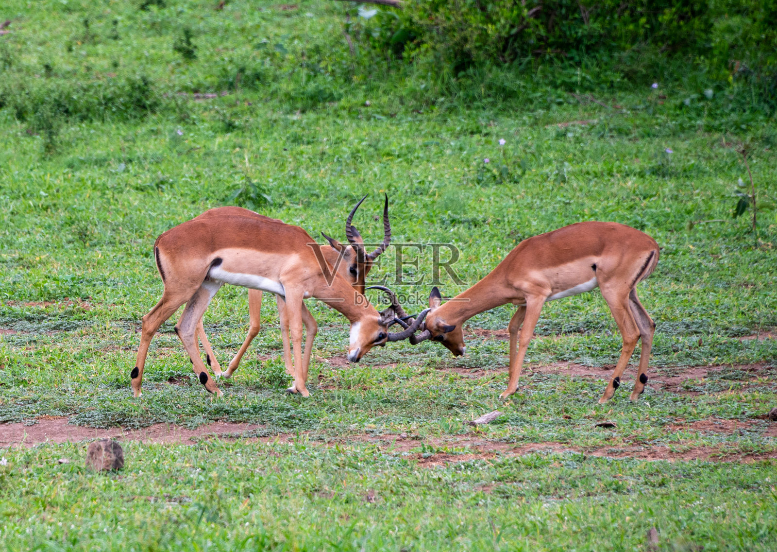 克鲁格国家公园的黑斑羚照片摄影图片