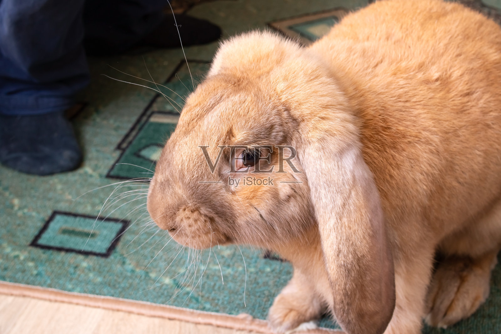 可爱的红房子兔子在房间里照片摄影图片