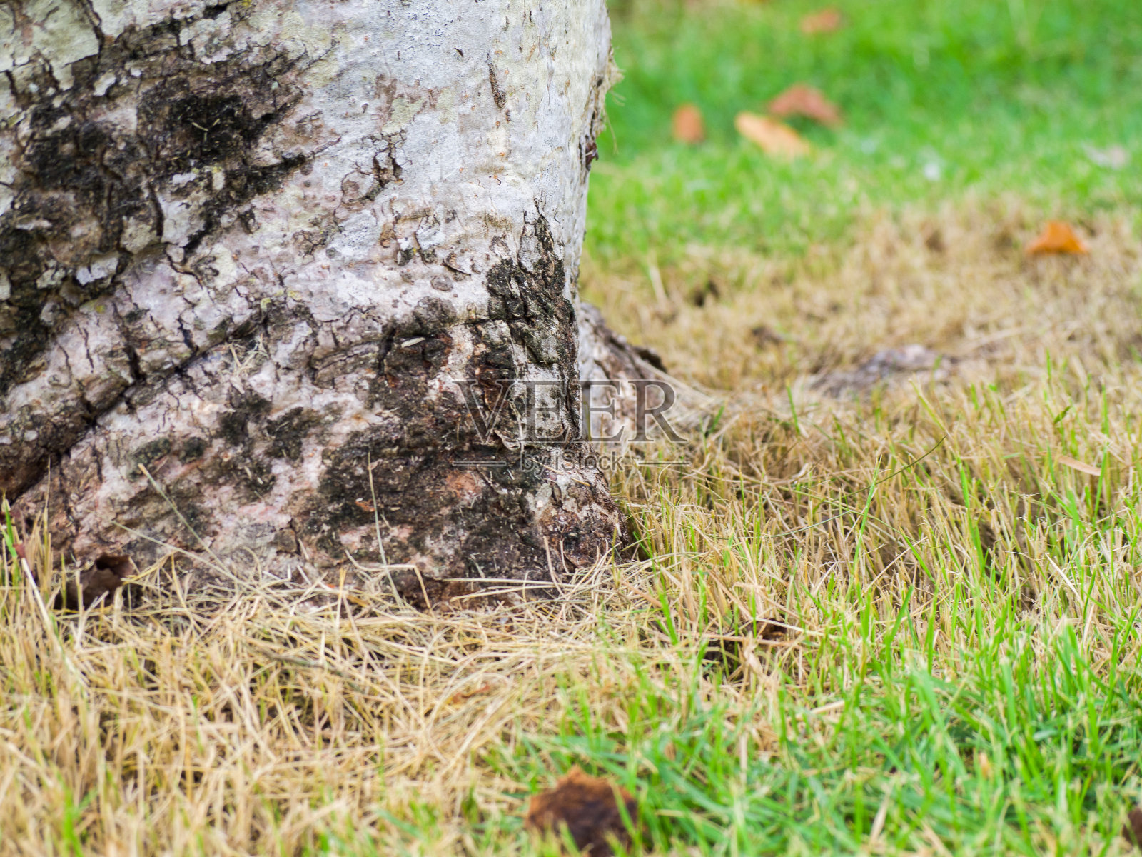 从宽阔的树底可以看到一株草照片摄影图片
