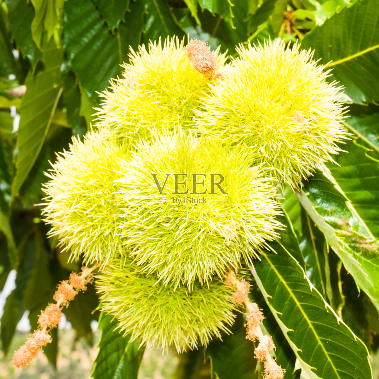 绿色栗子的特写与果皮的背景上的绿叶照片摄影图片