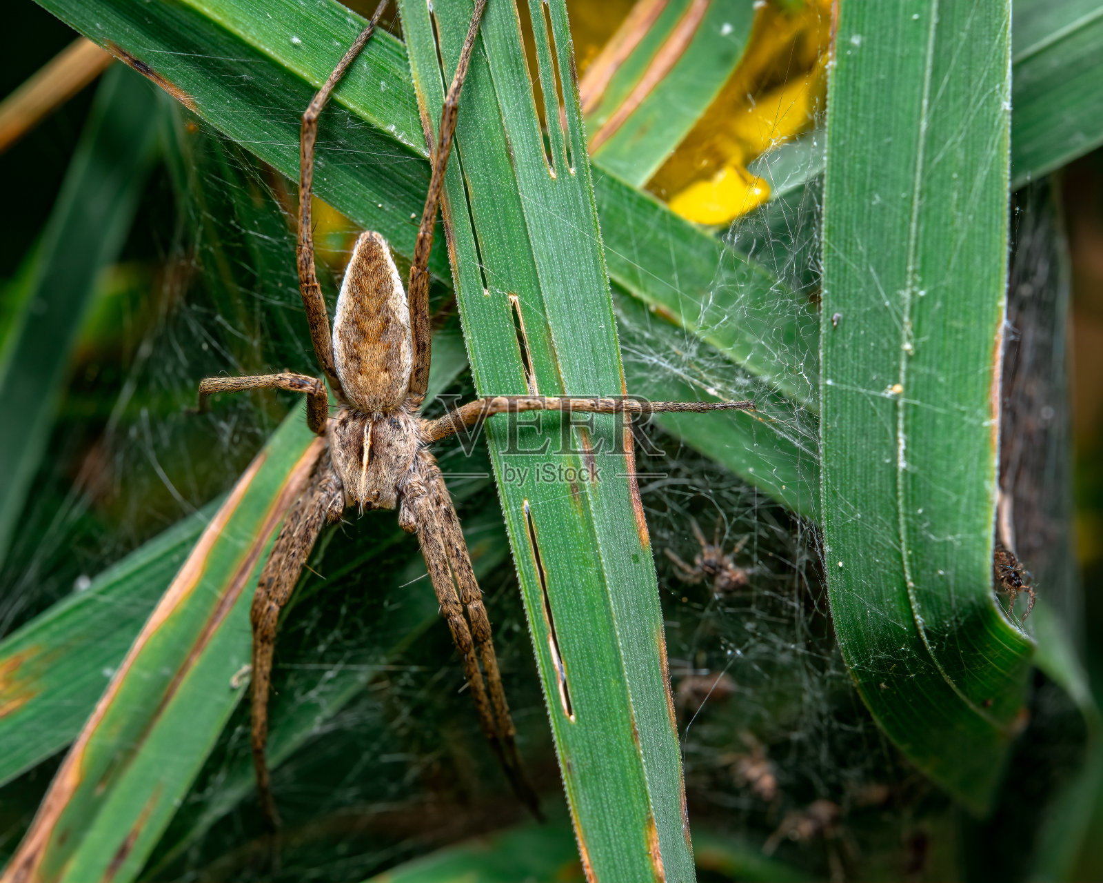 微距镜头的细节，在叶子上的一个奇异蜘蛛照片摄影图片