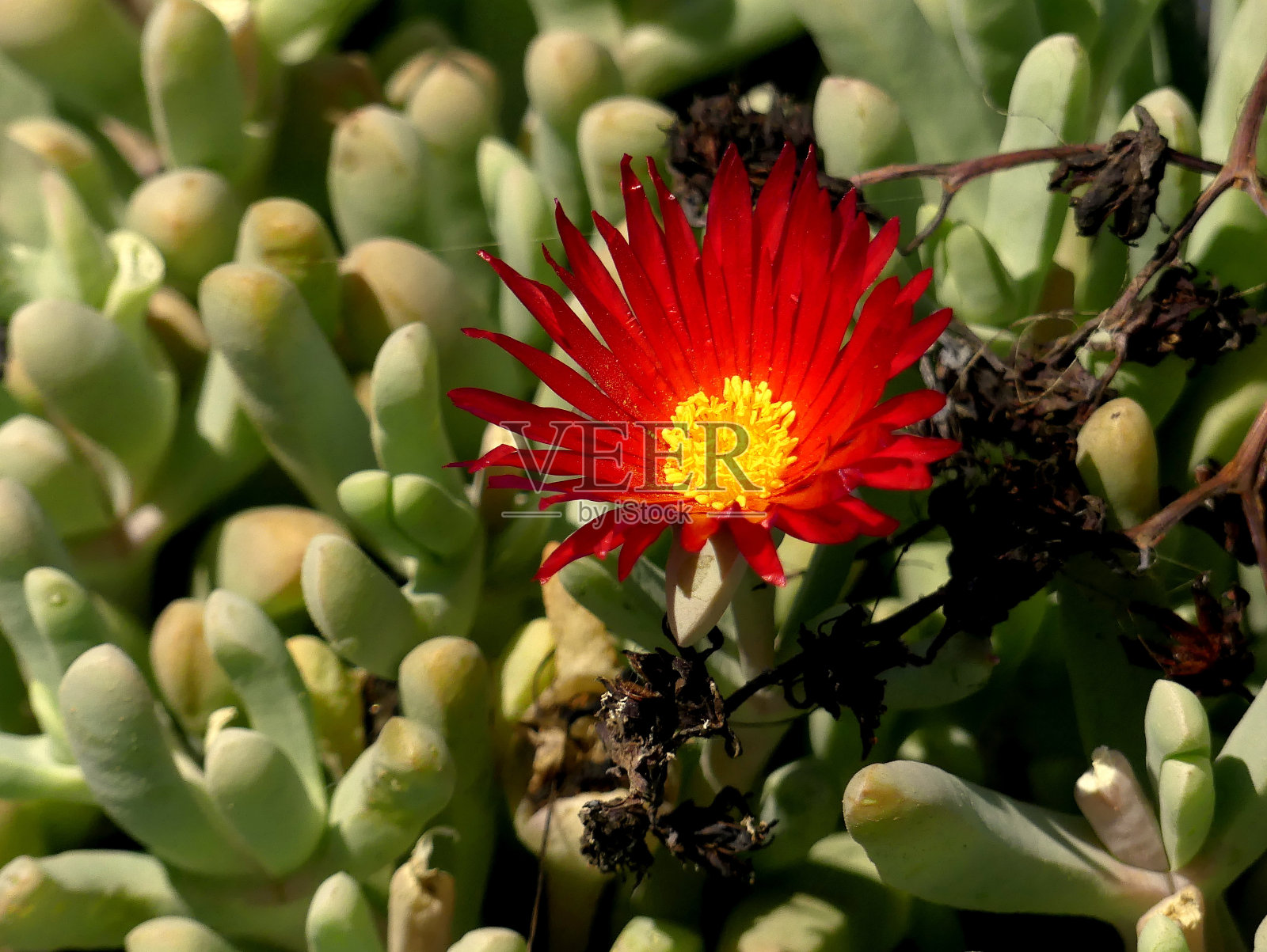 红花植物照片摄影图片