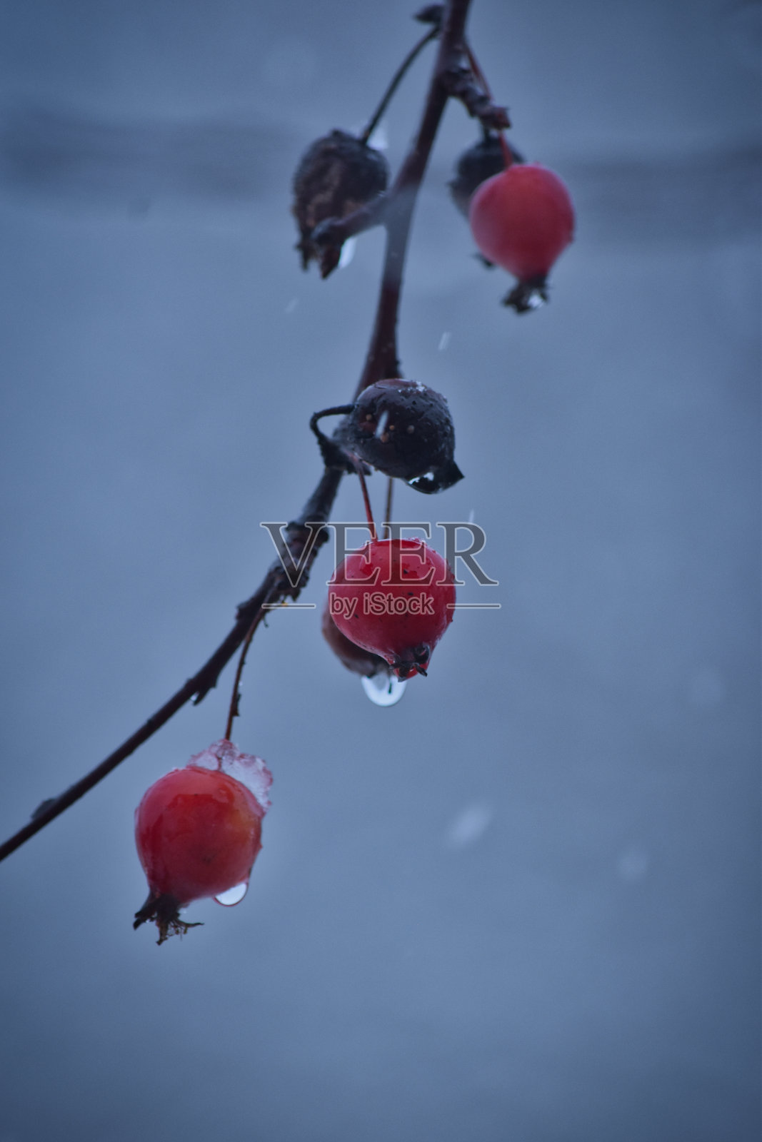 垂直拍摄的红玫瑰臀枝与融化的雪照片摄影图片