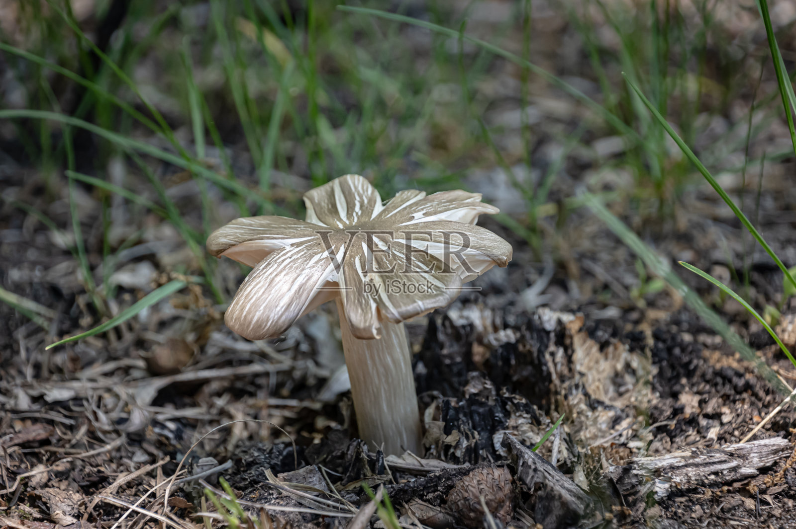 一个成熟的灰色蘑菇生长在草地上的特写照片摄影图片