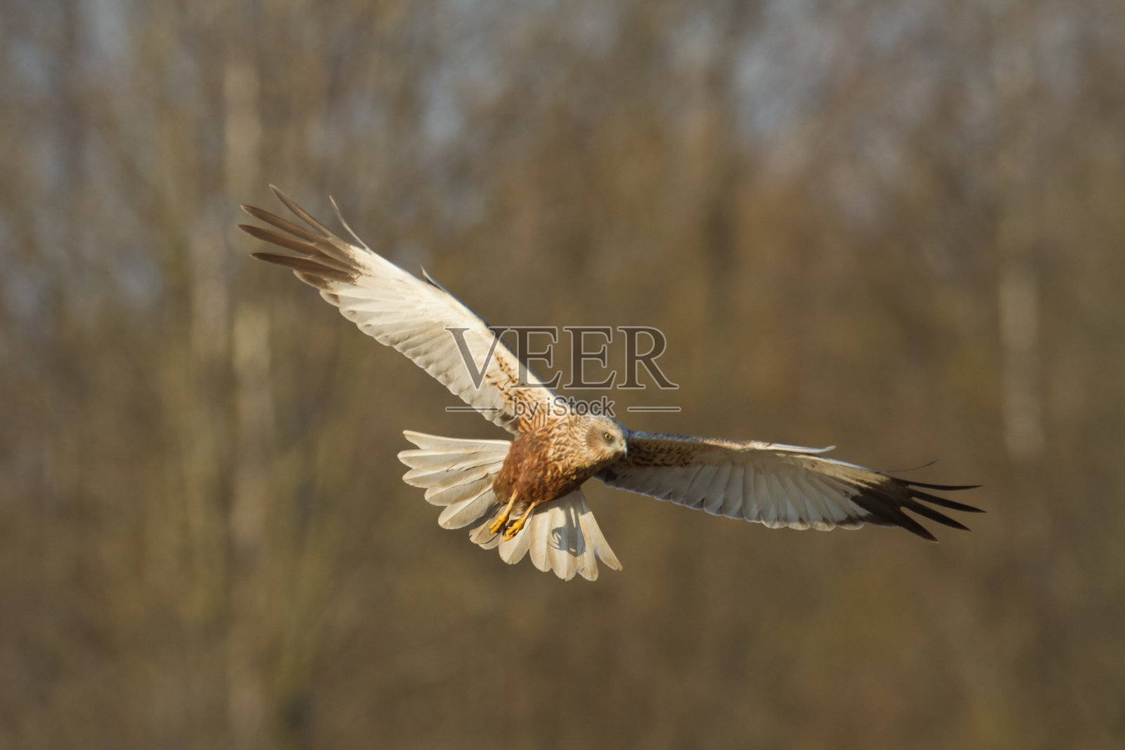 飞禽猛禽沼泽鹞马戏团铜绿，狩猎时间波兰欧洲照片摄影图片