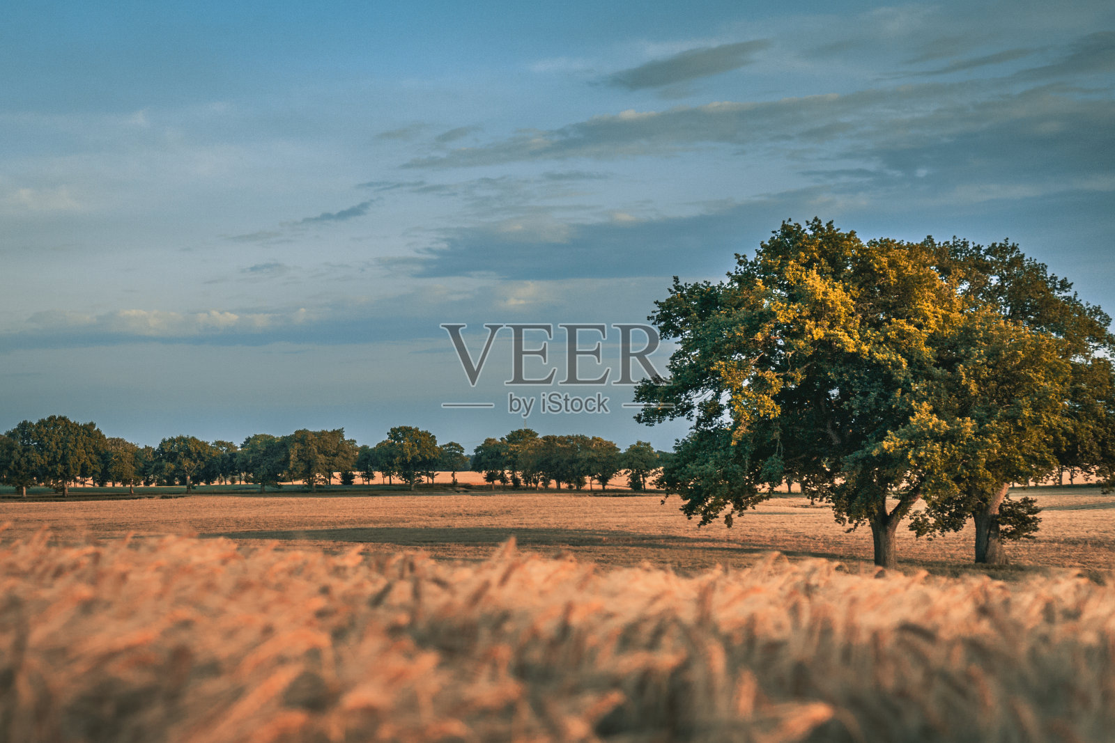 阳光下平坦的田野和绿色的树木的特写镜头照片摄影图片