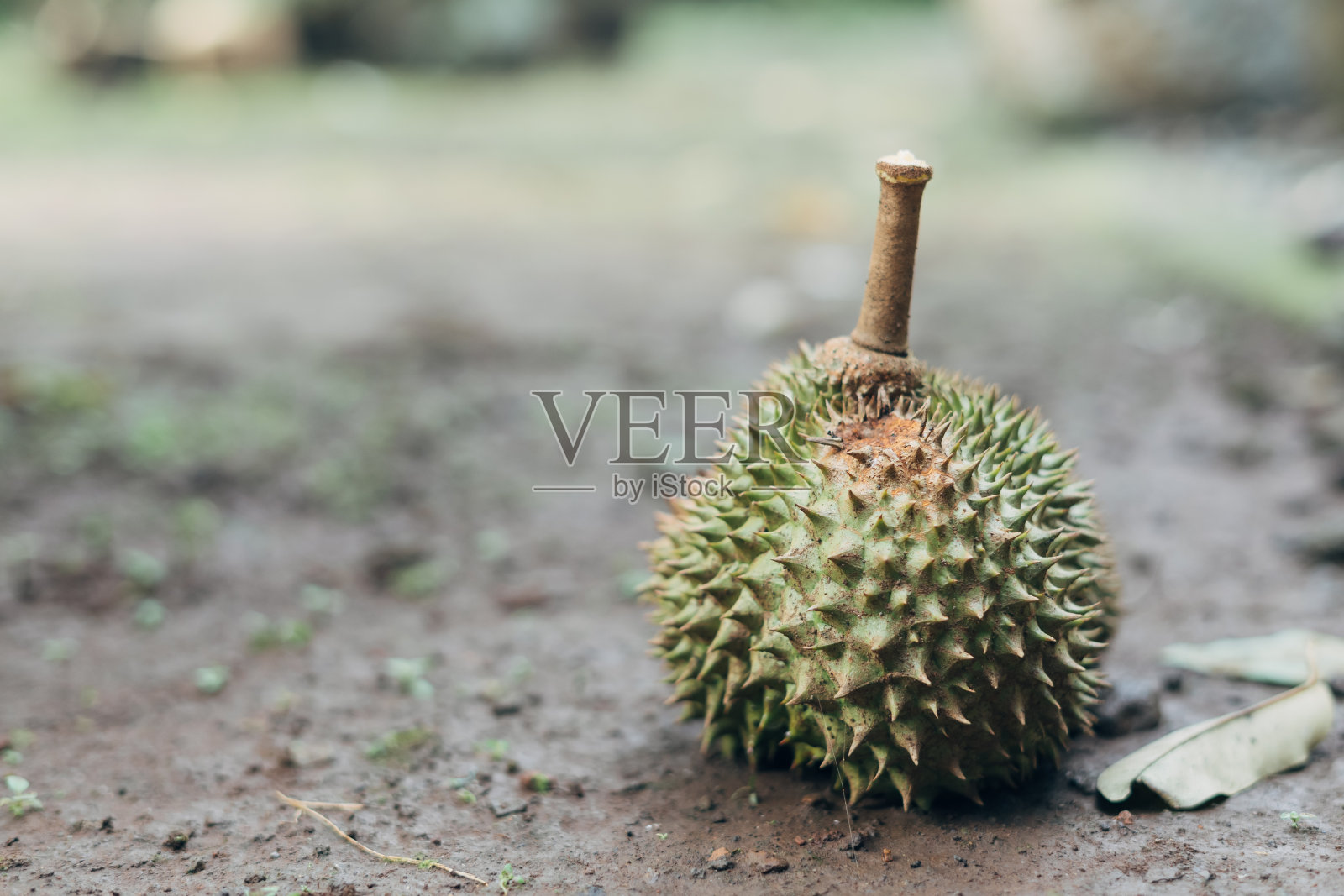 印尼本地榴莲(榴莲)照片摄影图片