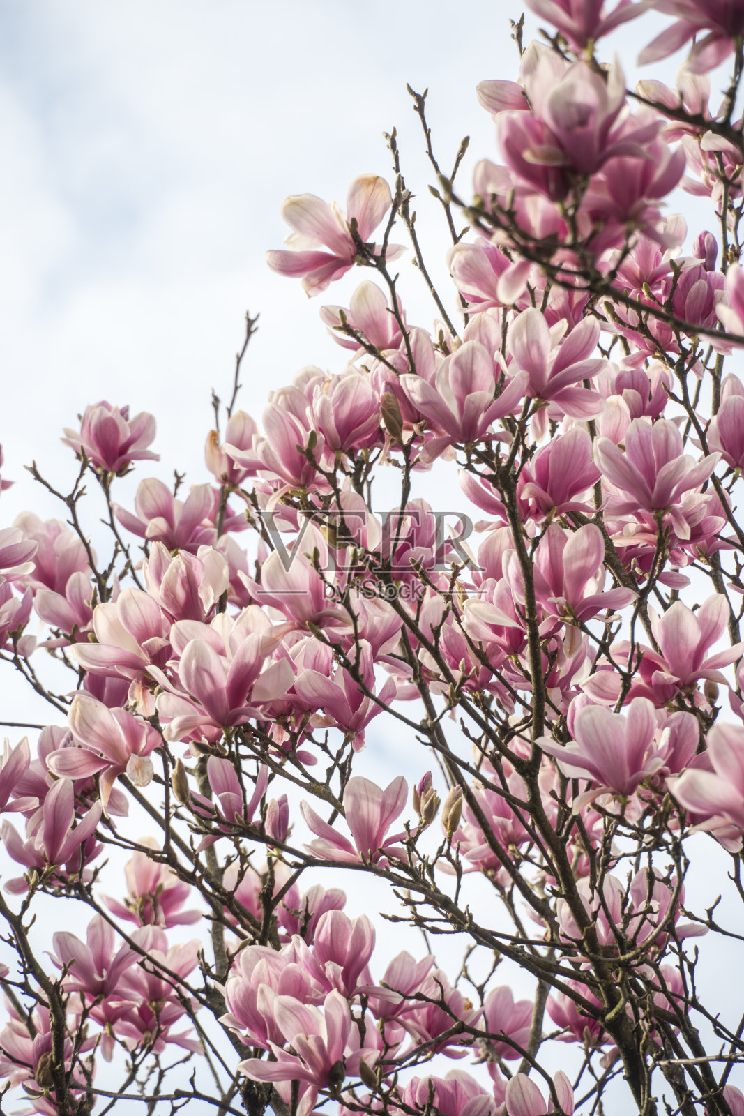 Magnolia × soulangeana pink blossom Navarre Spain照片摄影图片