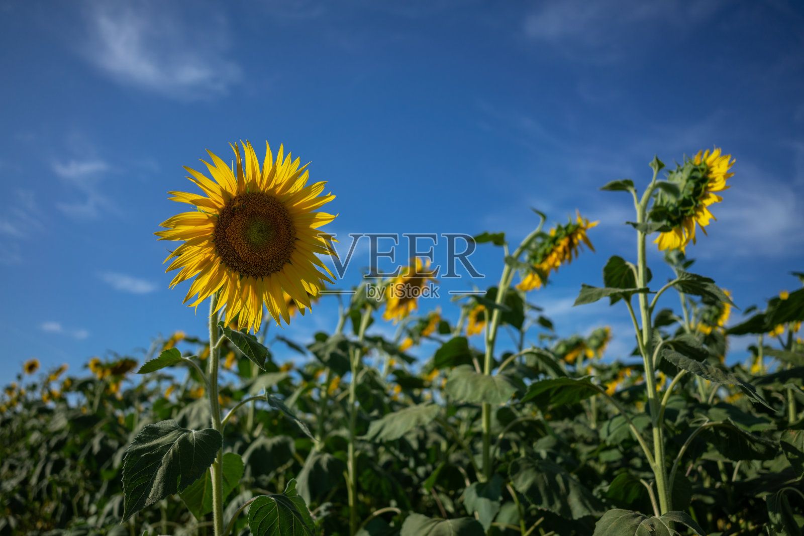 阳光灿烂的日子里，向日葵的田野照片摄影图片