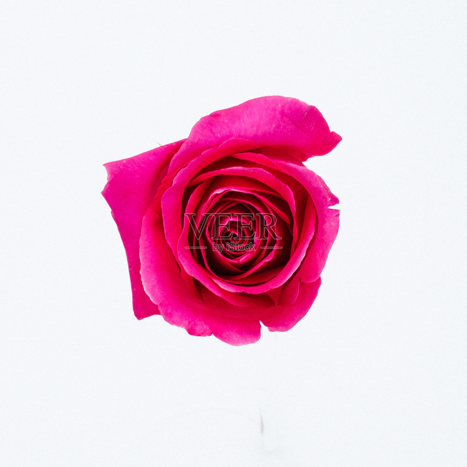 一朵美丽的红玫瑰的心照片摄影图片