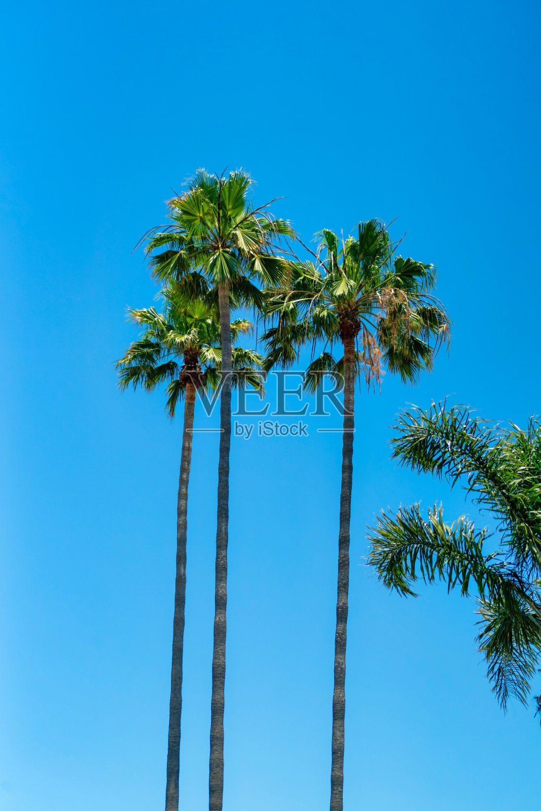 垂直低角度拍摄的高大充满活力的棕榈树在晴朗的蓝天下，在一个阳光灿烂的日子照片摄影图片