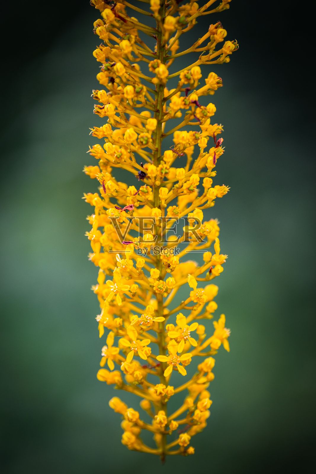 开花决明子的特写照片摄影图片