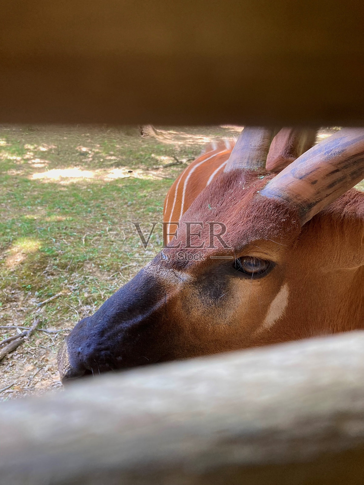 条纹羚羊照片摄影图片