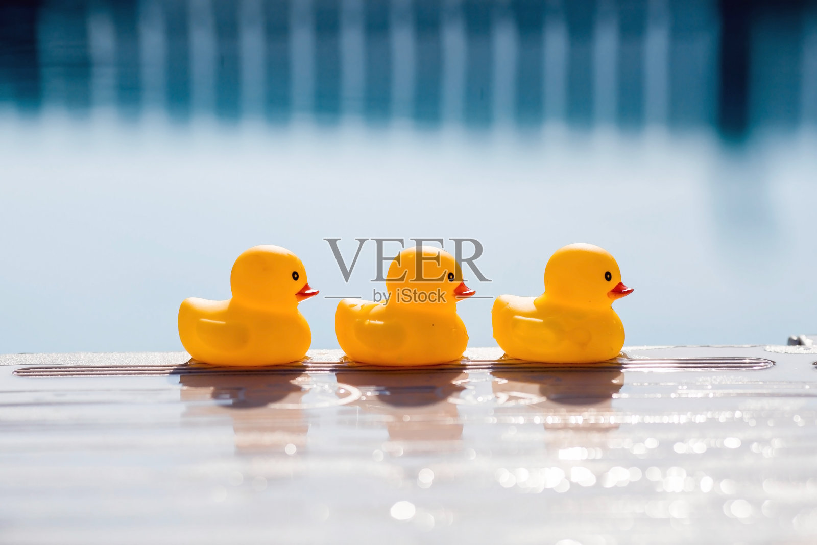 夏季季节，一款儿童概念游戏。小橡皮鸭在池塘里。玩具特写。象征游泳、童年、友谊、乐趣的游戏。照片摄影图片