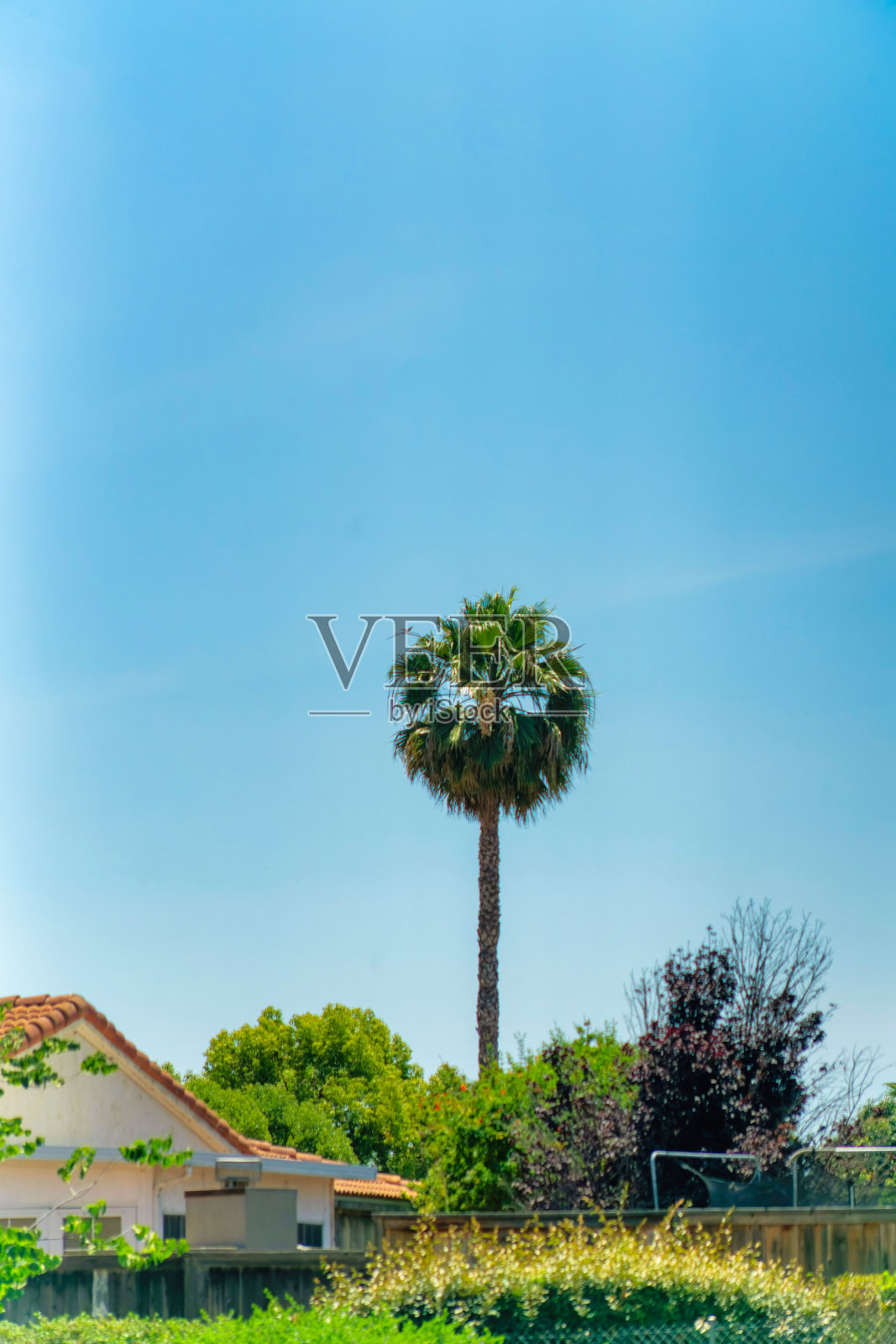 垂直拍摄的棕榈树和其他围绕着房子的树木照片摄影图片