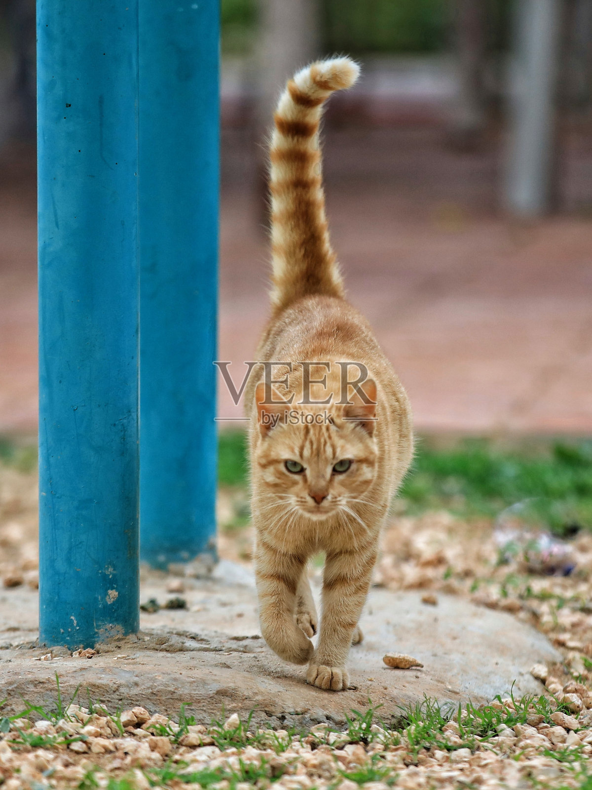 猫看照片摄影图片