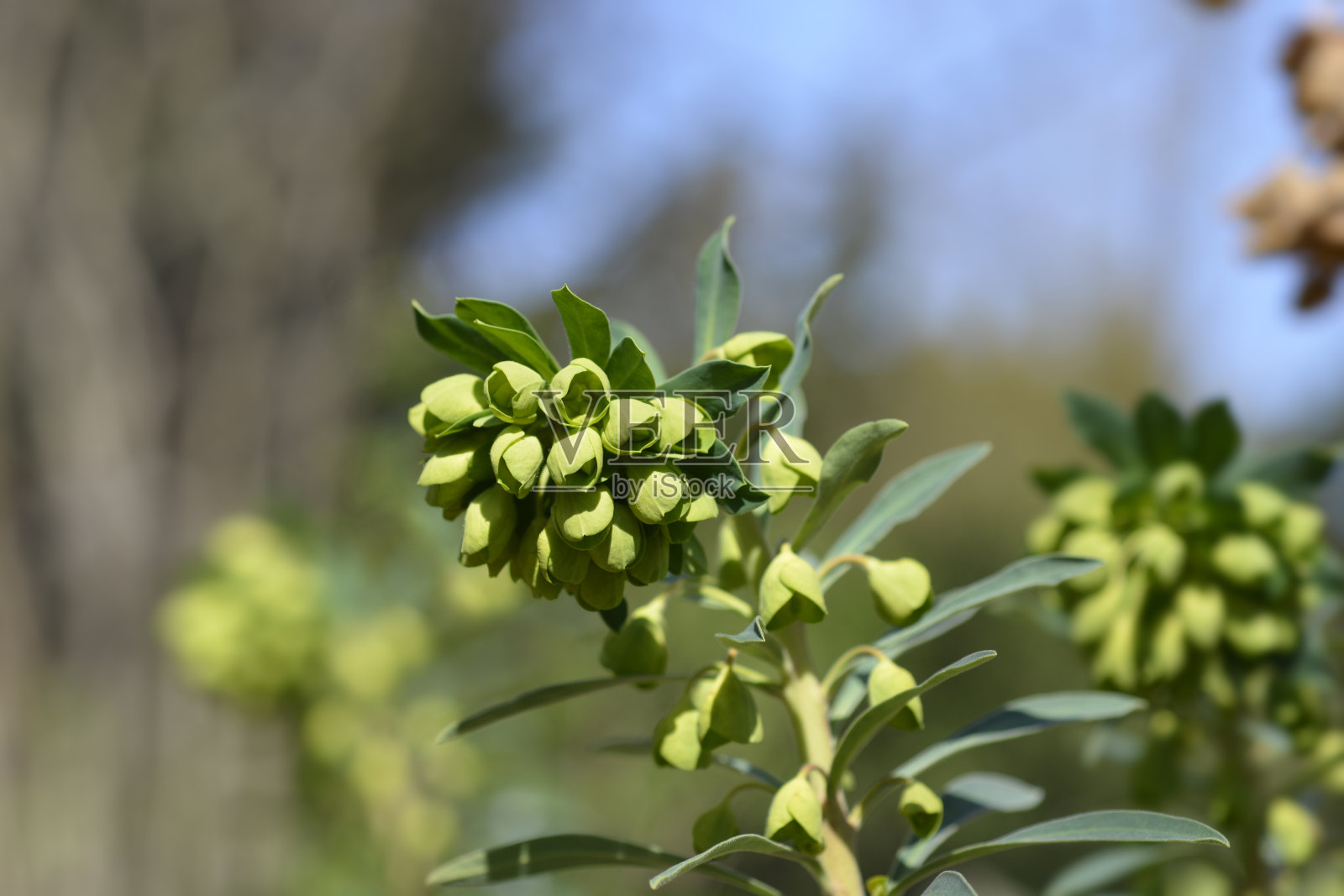 Wulfens大戟照片摄影图片