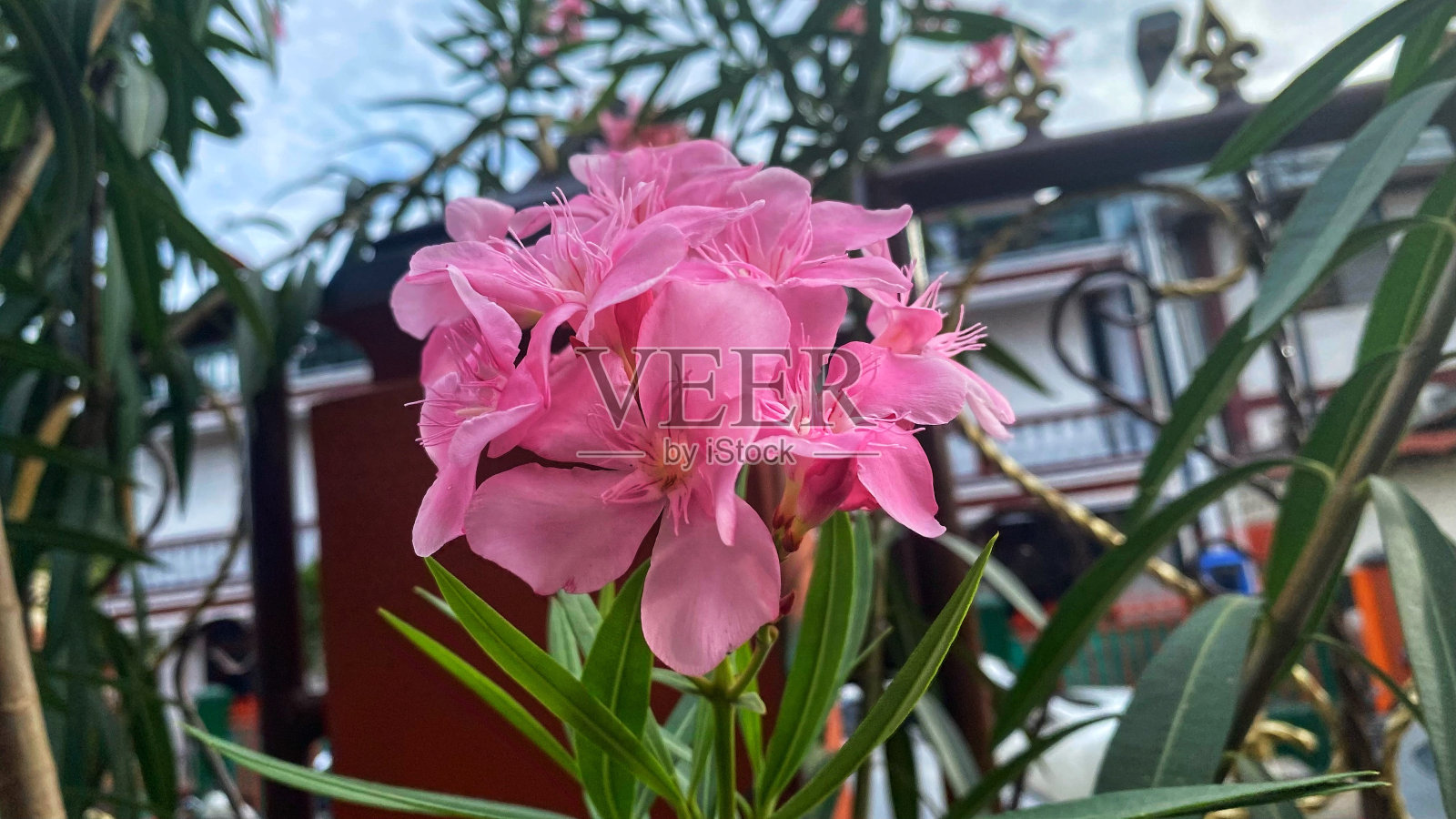 看起来美丽的bunga盛开在平色花园照片摄影图片