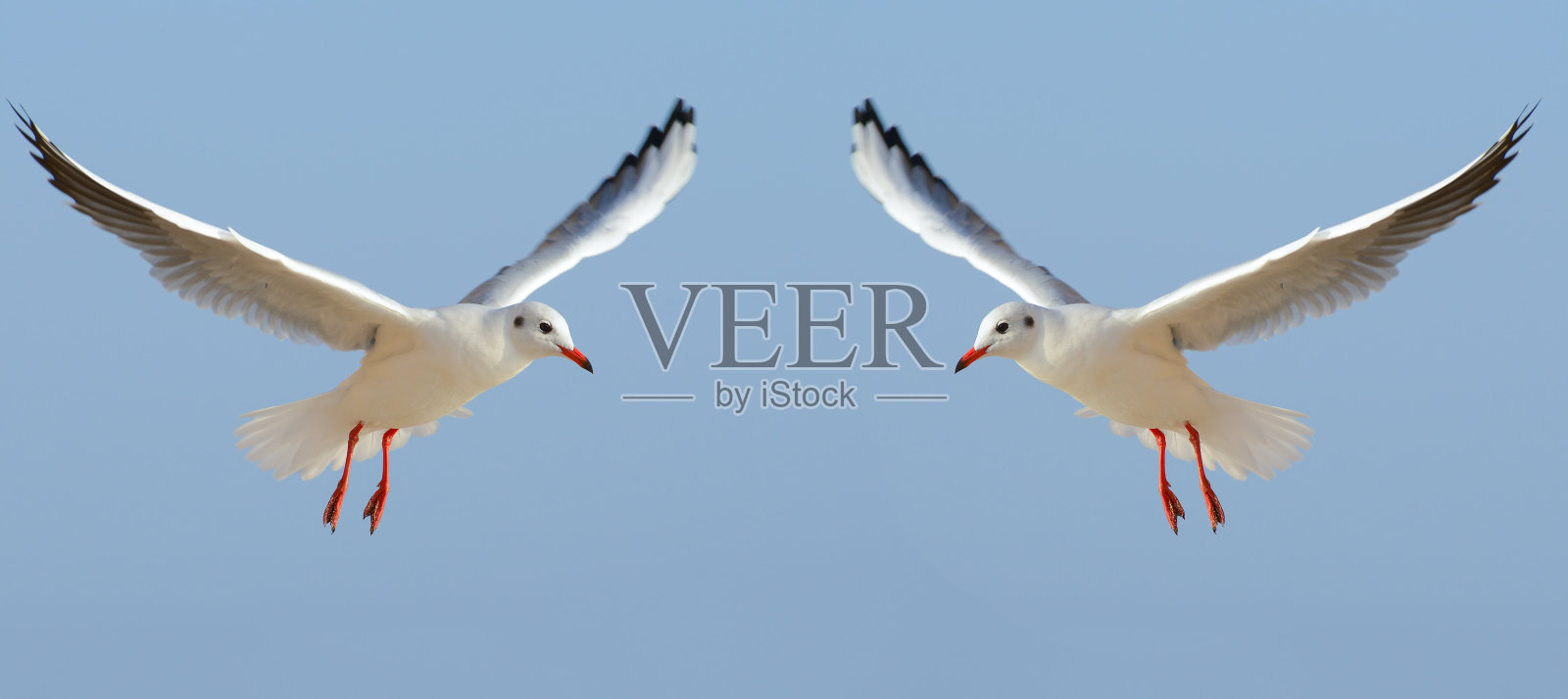 海鸥在蓝天的背景下。拼贴画。宽的照片。照片摄影图片