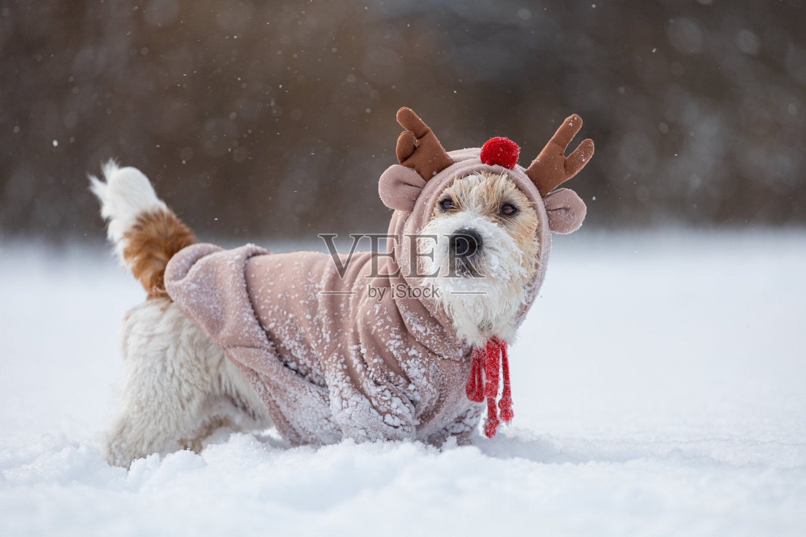 狗在公园的树的背景。杰克罗素梗装扮成小鹿的肖像。下雪照片摄影图片