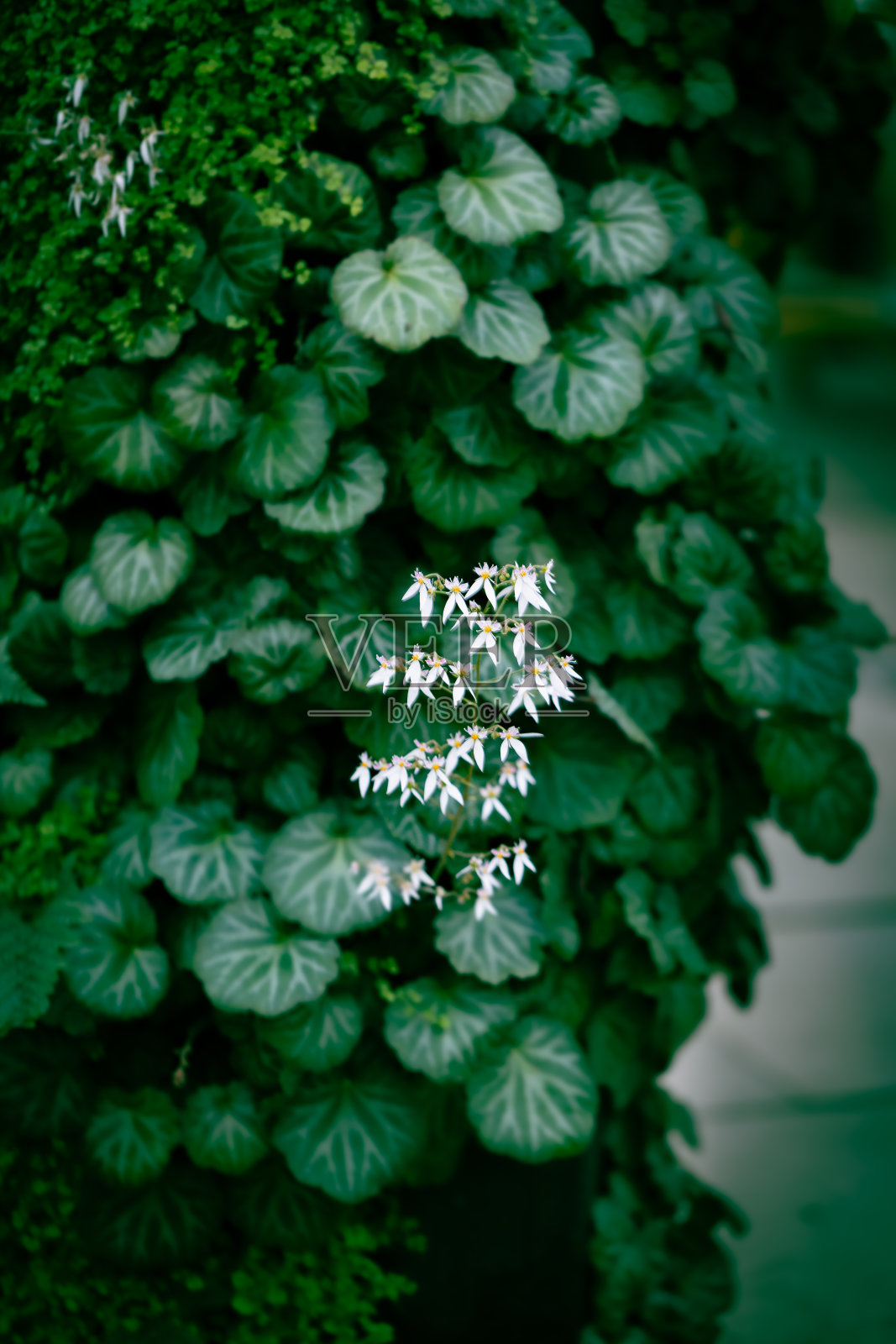 花卉背景与深色的叶子和明亮的微型盛开的花朵照片摄影图片