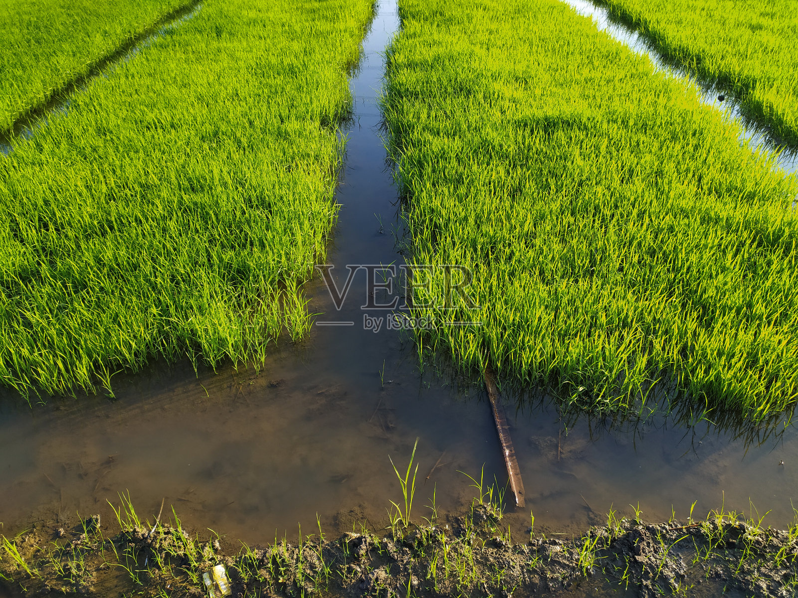水稻播种照片摄影图片