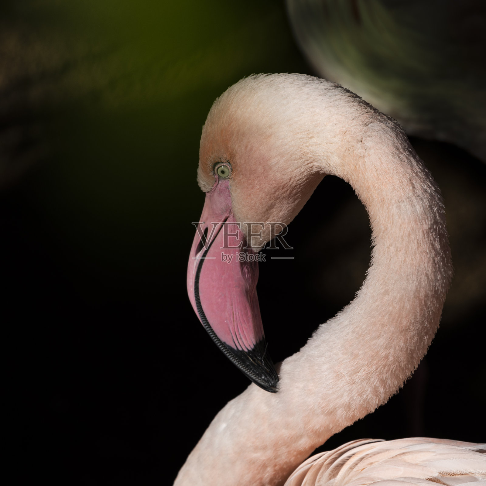 肖像的粉红色火烈鸟，凤蝶科，与散焦背景和在方形格式照片摄影图片