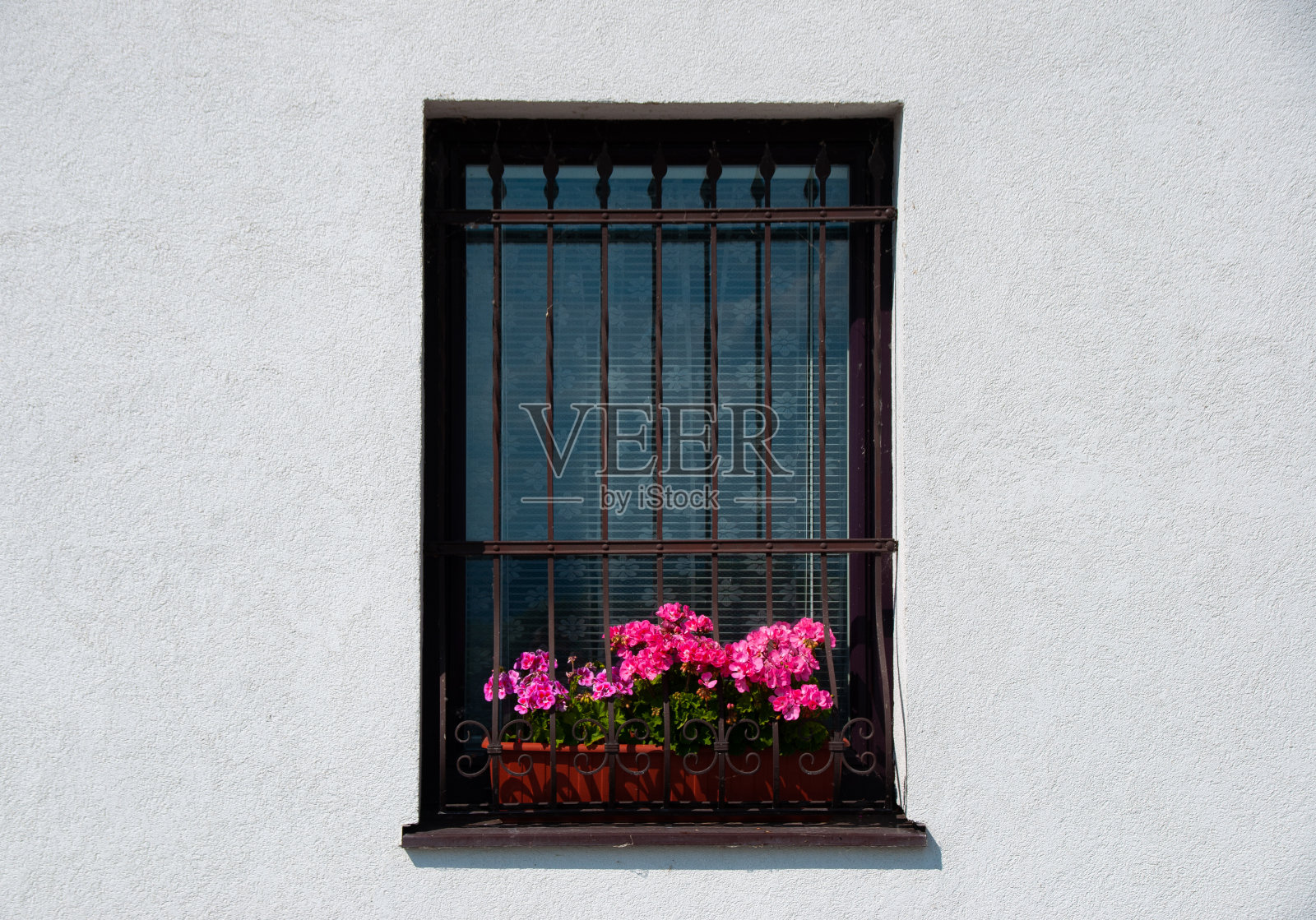 花种在窗台上的花盆里，金属栅栏靠着白墙照片摄影图片