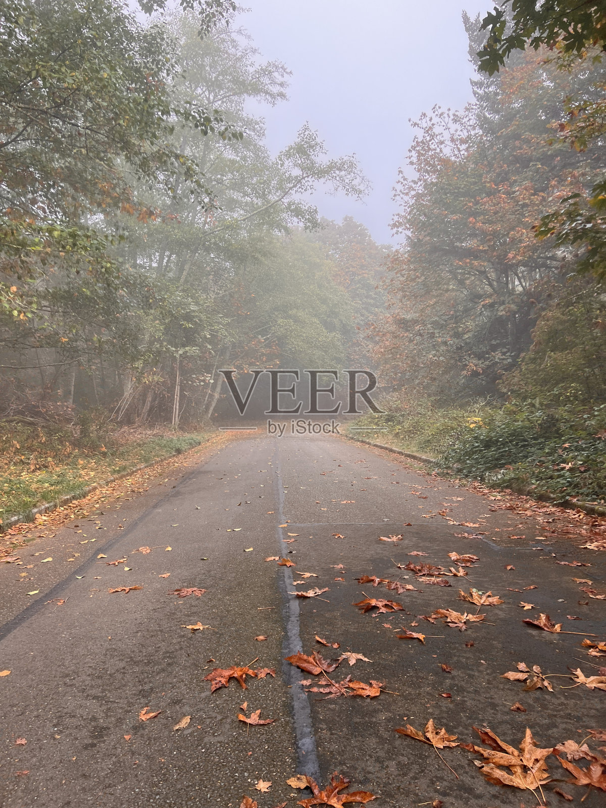 走进树林照片摄影图片