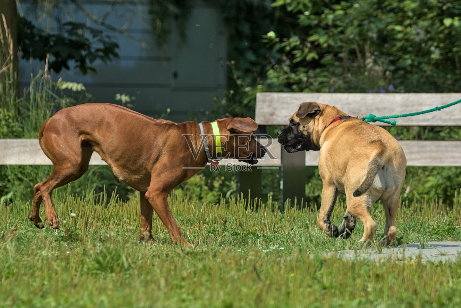 两只狗在城市公园的绿色草地上玩耍。照片摄影图片