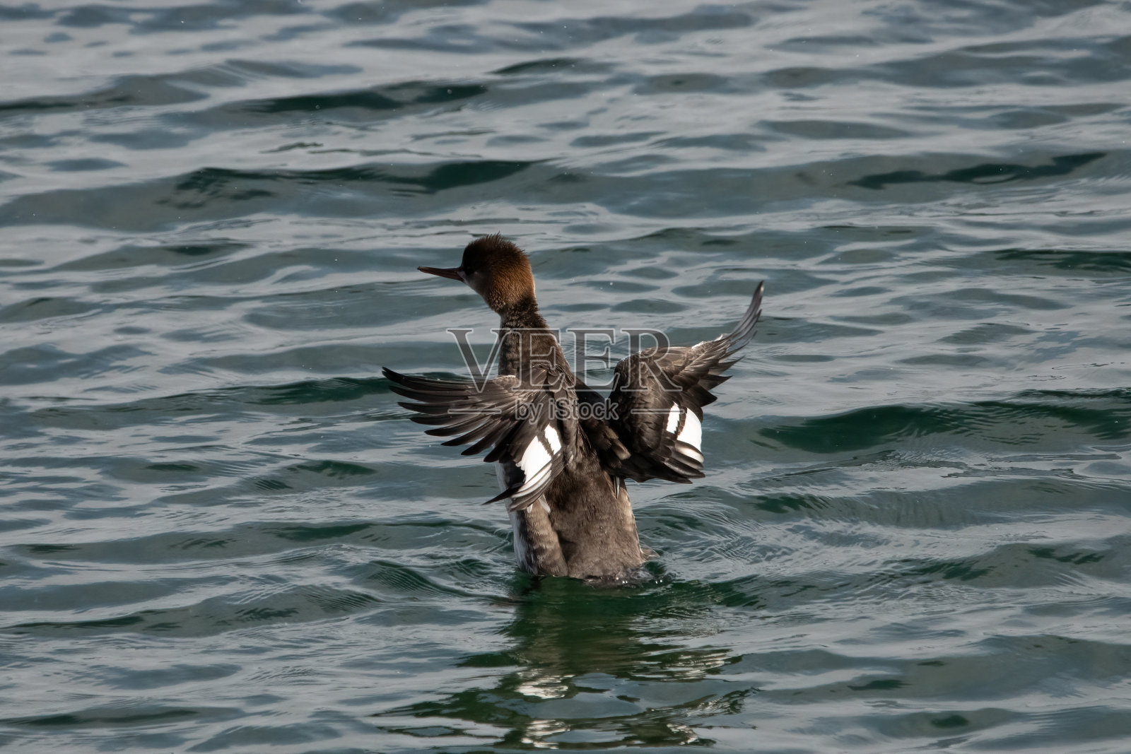 一只扇动翅膀的红胸雌性秋沙鸭。照片摄影图片